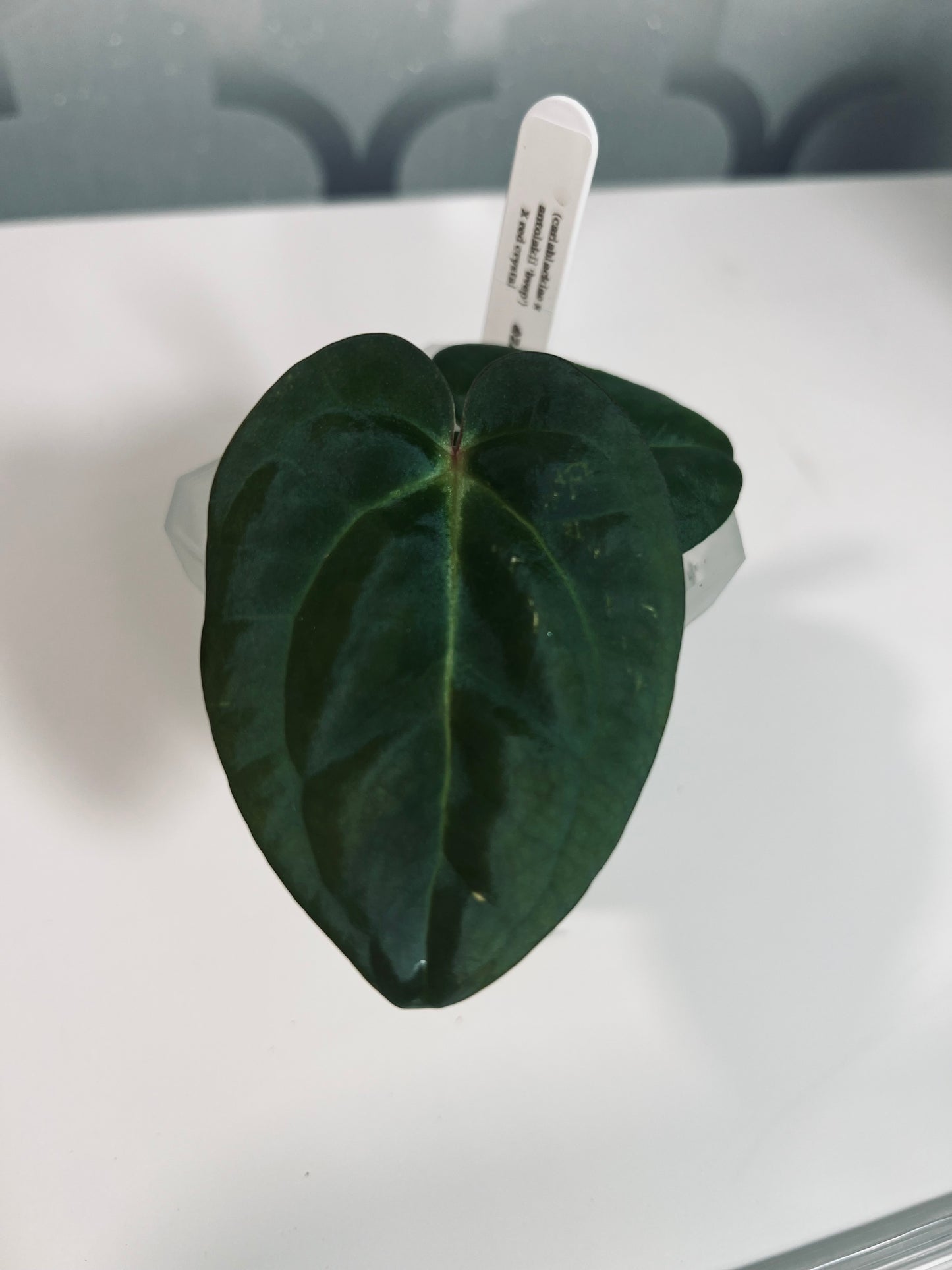 CARLABLACKIAE X BVEP X RC