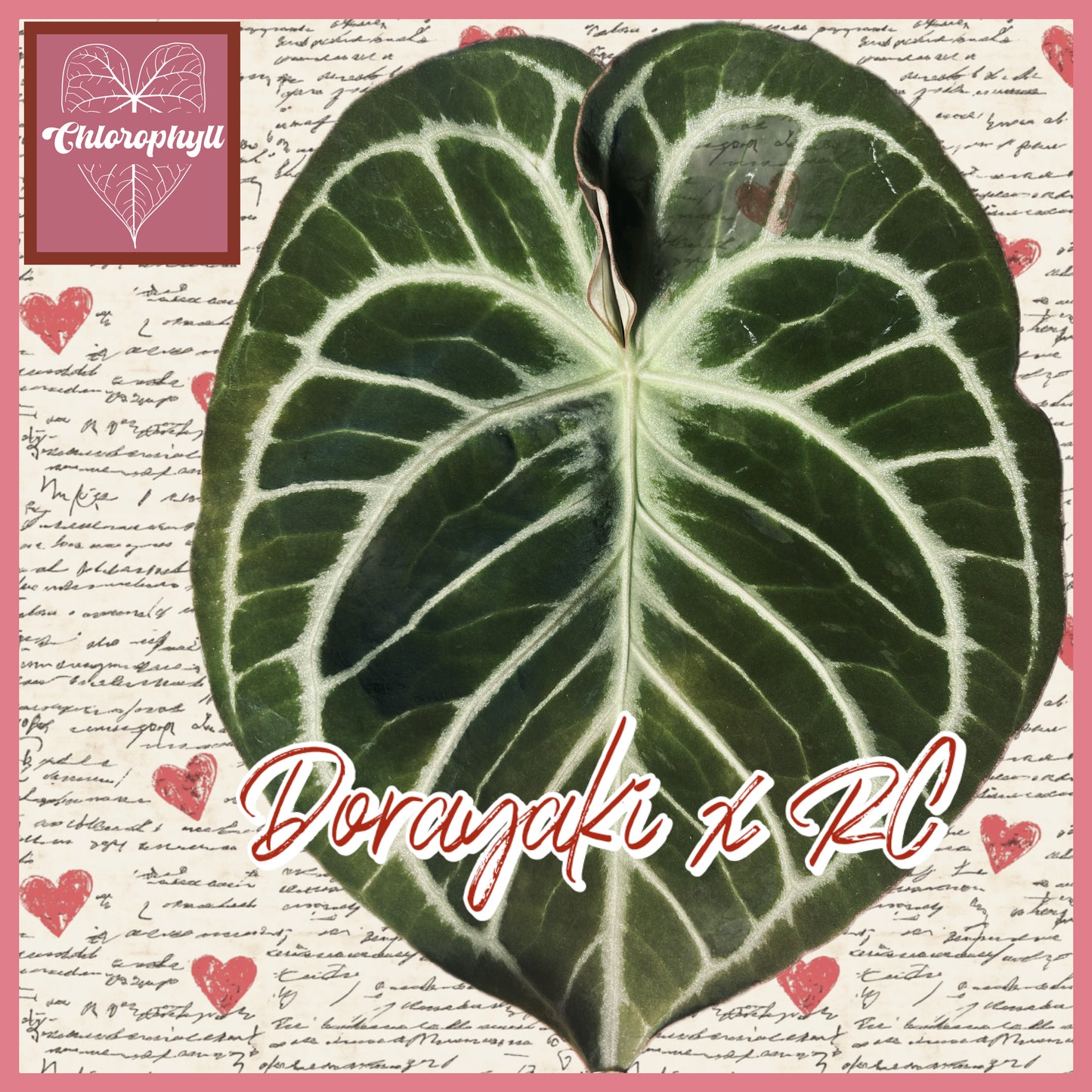 Velvet Heart - (Dorayaki x RC) x KOS| Anthurium