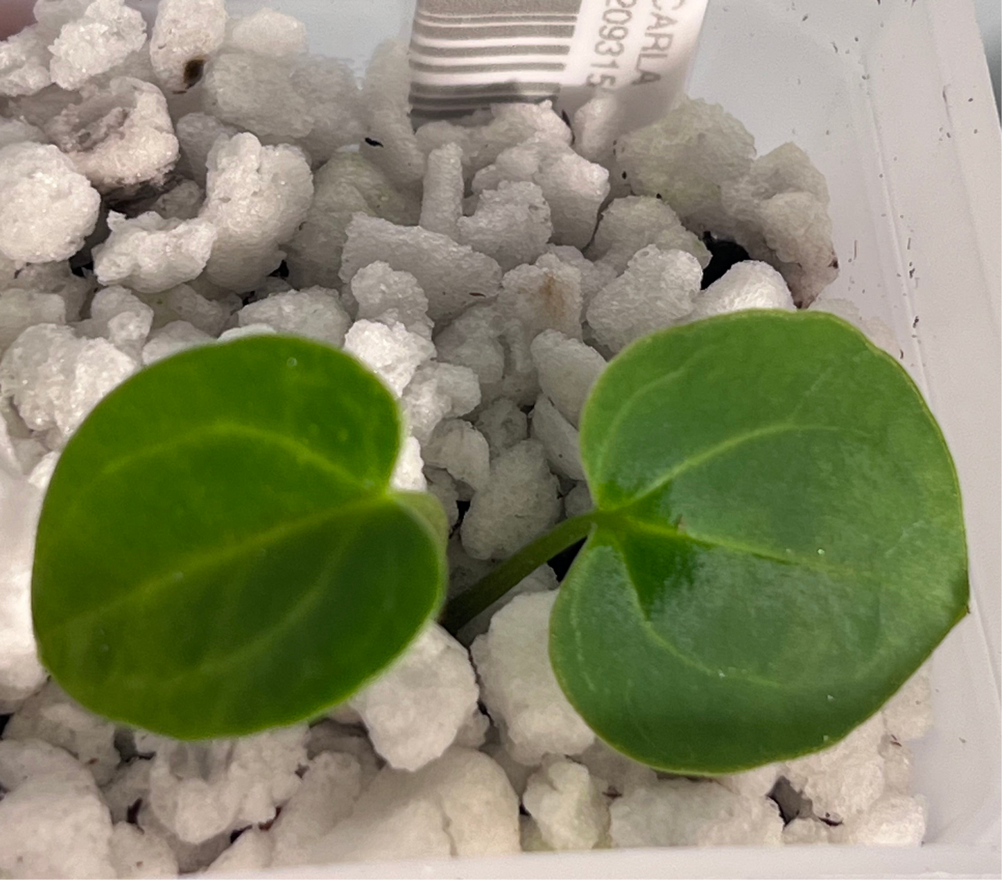 Anthurium AOP (Ace of Purple)x Carla (Wuhoo)| Live Houseplant