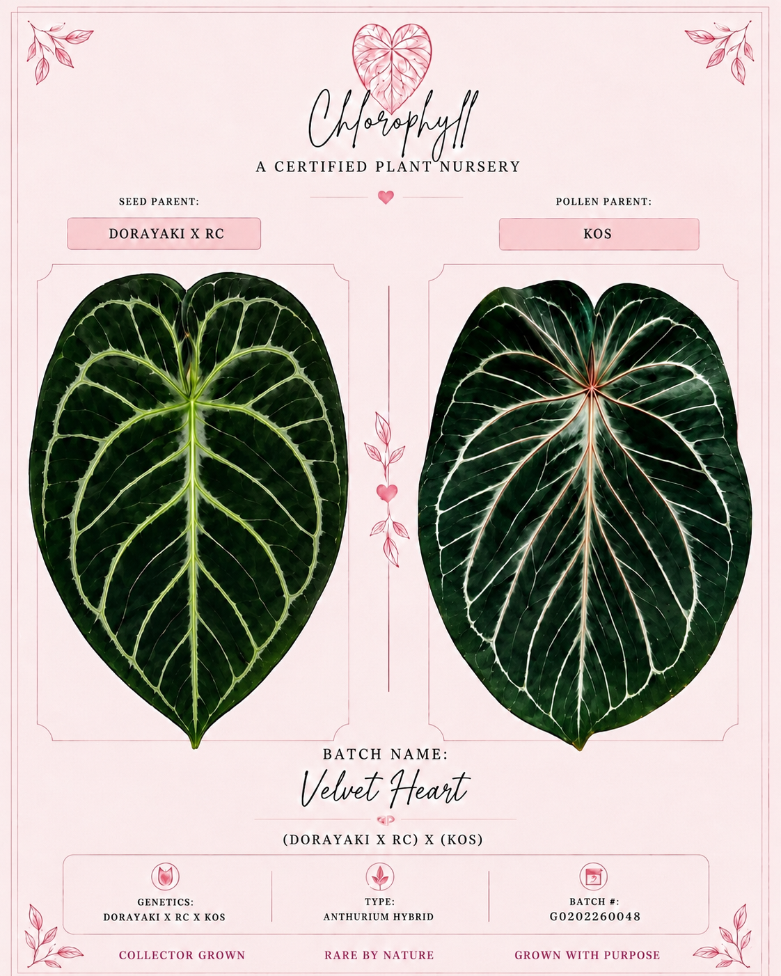 Radyレア♡ トロピカルフラワー200サイズ Velvet Heart | (Dorayaki x RC) x KOS | Live Houseplant | – Chlorophyll