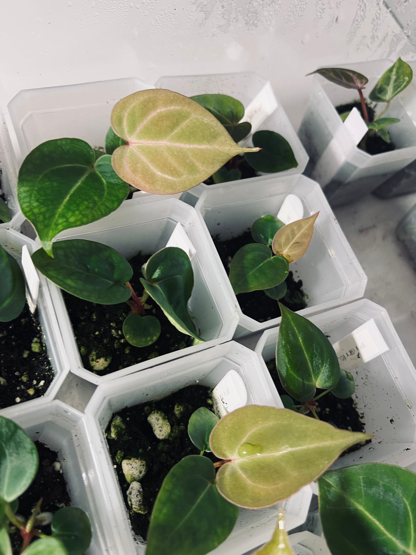 Scarlet Phoenix (Dark Phoenix x Self)x(SB x RC) | Live Houseplant