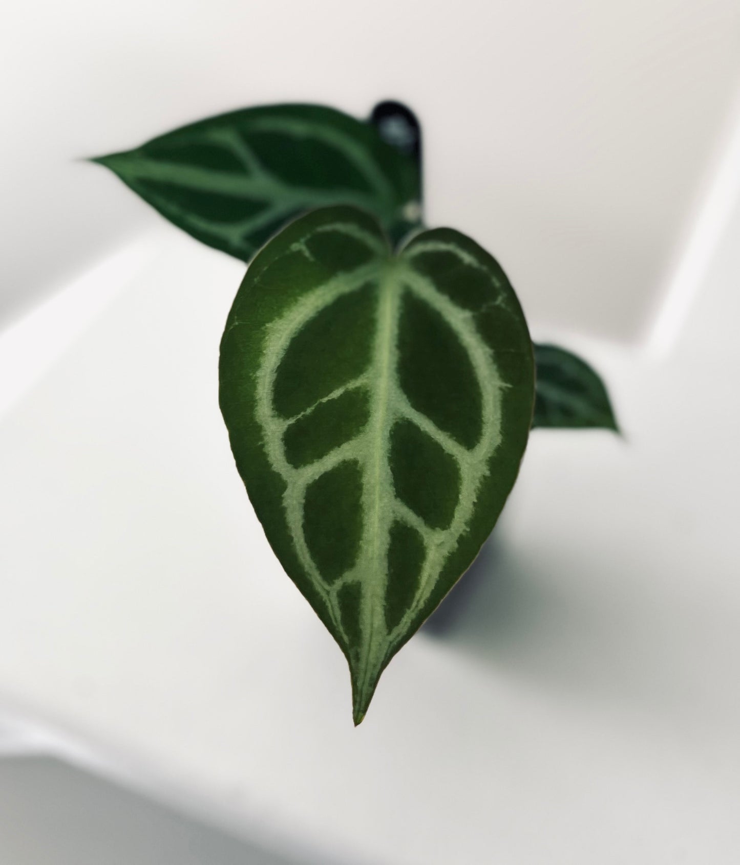 Super Silver x HURC | Live Houseplant |