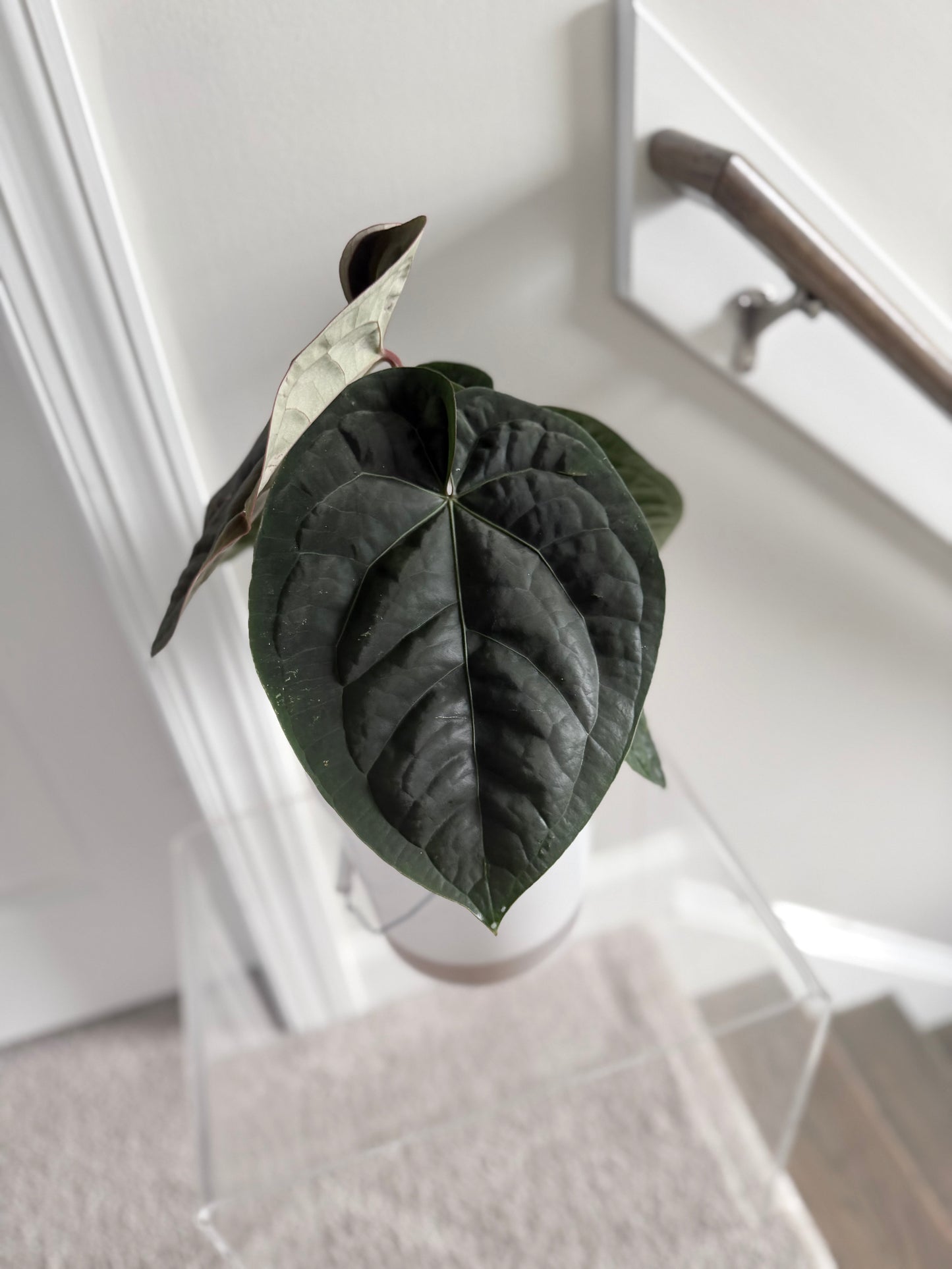Zara Michelle x Eastern Dress | Anthurium | Live Houseplant |