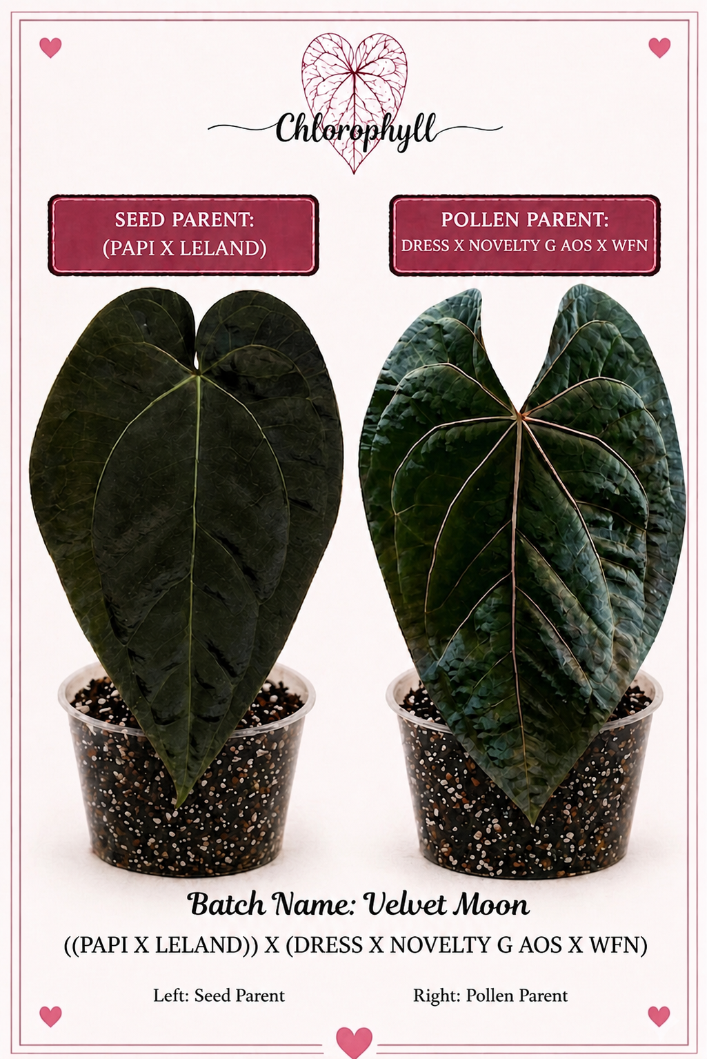 Velvet Moon | (Pap X Leland Dress) X (Novelty G AOS X WFN) | Live Houseplant