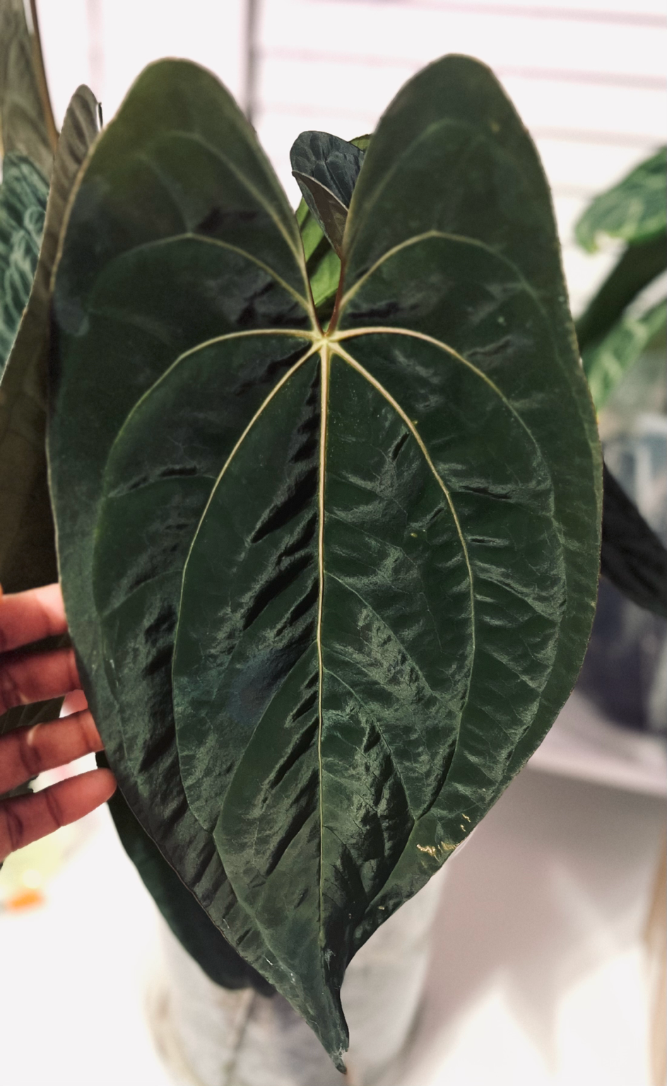 Crimson Phoenix | (Carla/Dorayaki x BVEP) X (Pap X-One X Dark Phoenix) | 🏷️