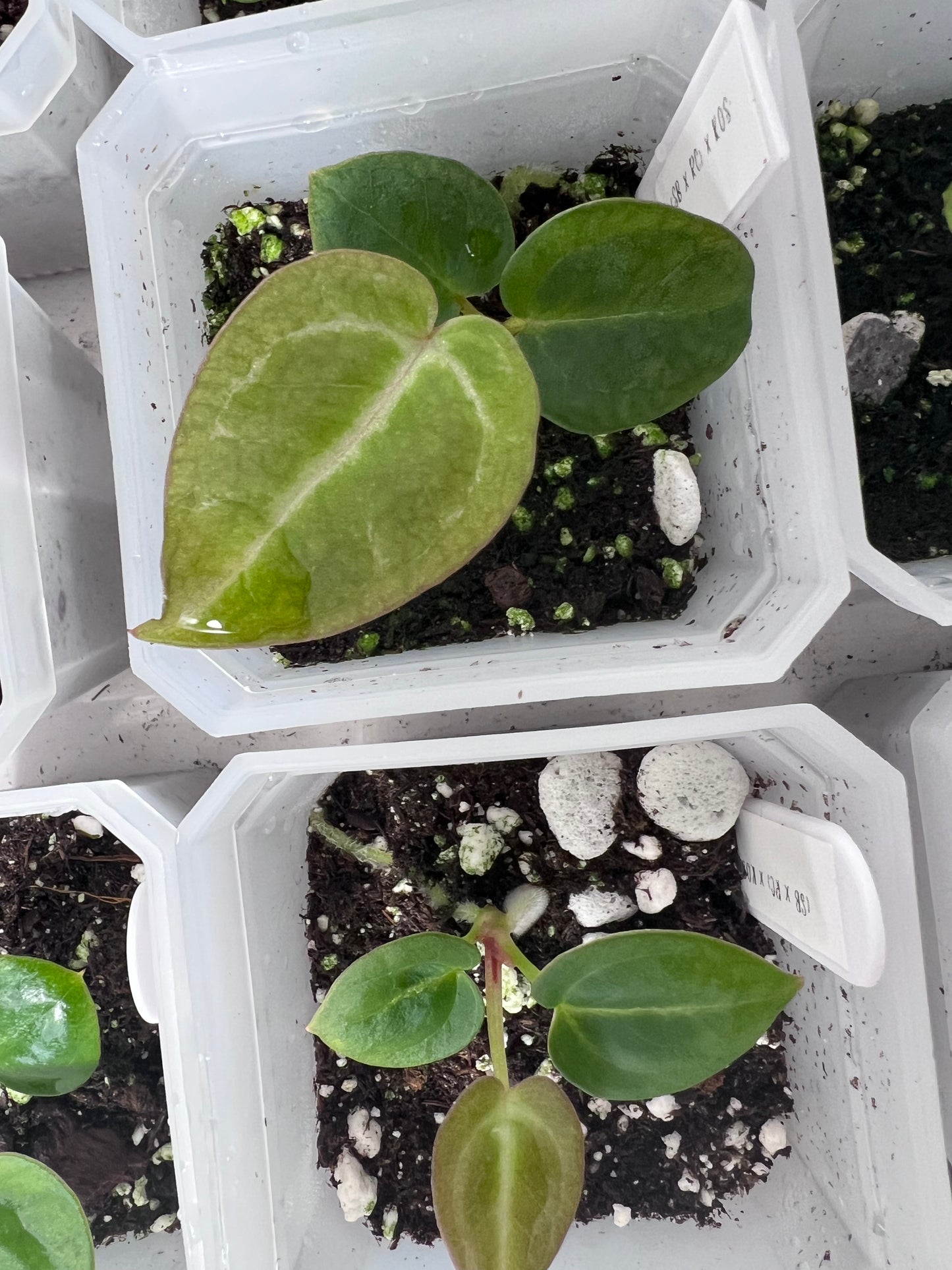 Pink Slushy (Silver Blush × RC) × (SKG Silver × Mag) Live Houseplant