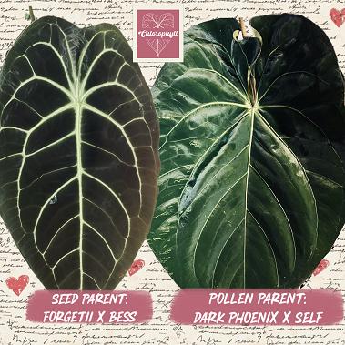 ANTHURIUM BREEDING - DARK EMBRACE - (FORGETII X BESS) X DP SELF