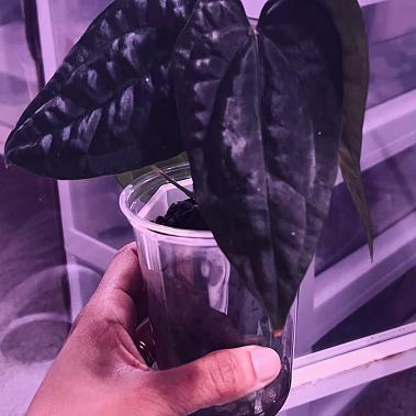 ANTHURIUM HYBRID - AOS DF X BVEP (ROUND GRANTS)