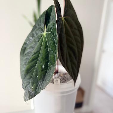 RVDP x Open | Anthurium | Live Houseplant |