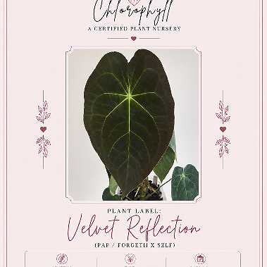 Velvet Reflection | Pap X Forgetii | Live Houseplant |