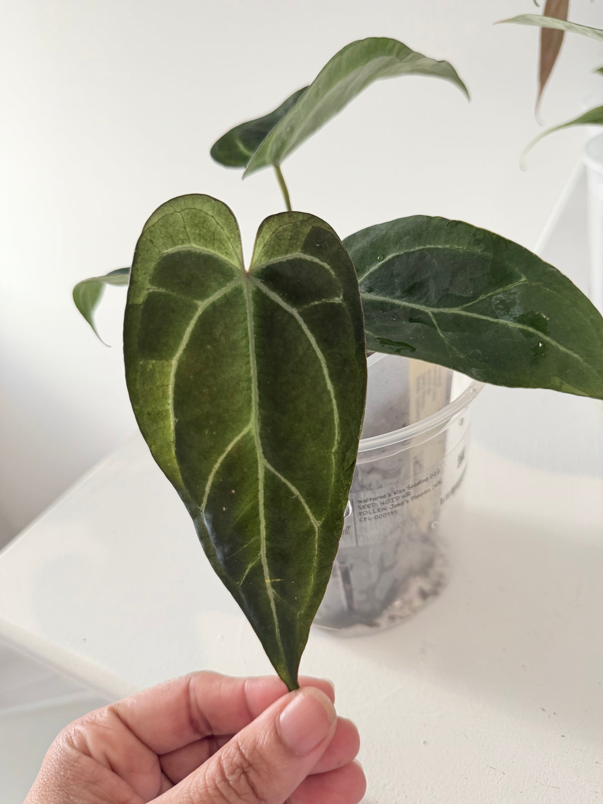 Nocturne's Kiss · plant · from the Nocturne's Kiss batch
