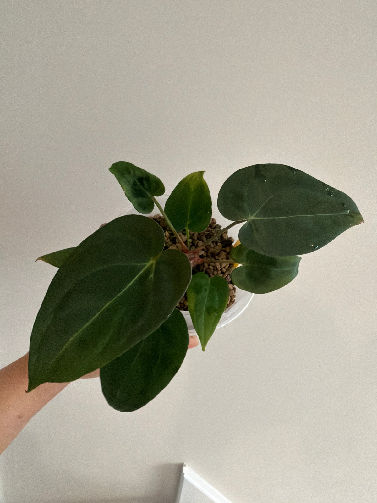 Nocturne's Kiss · plant · from the Nocturne's Kiss batch