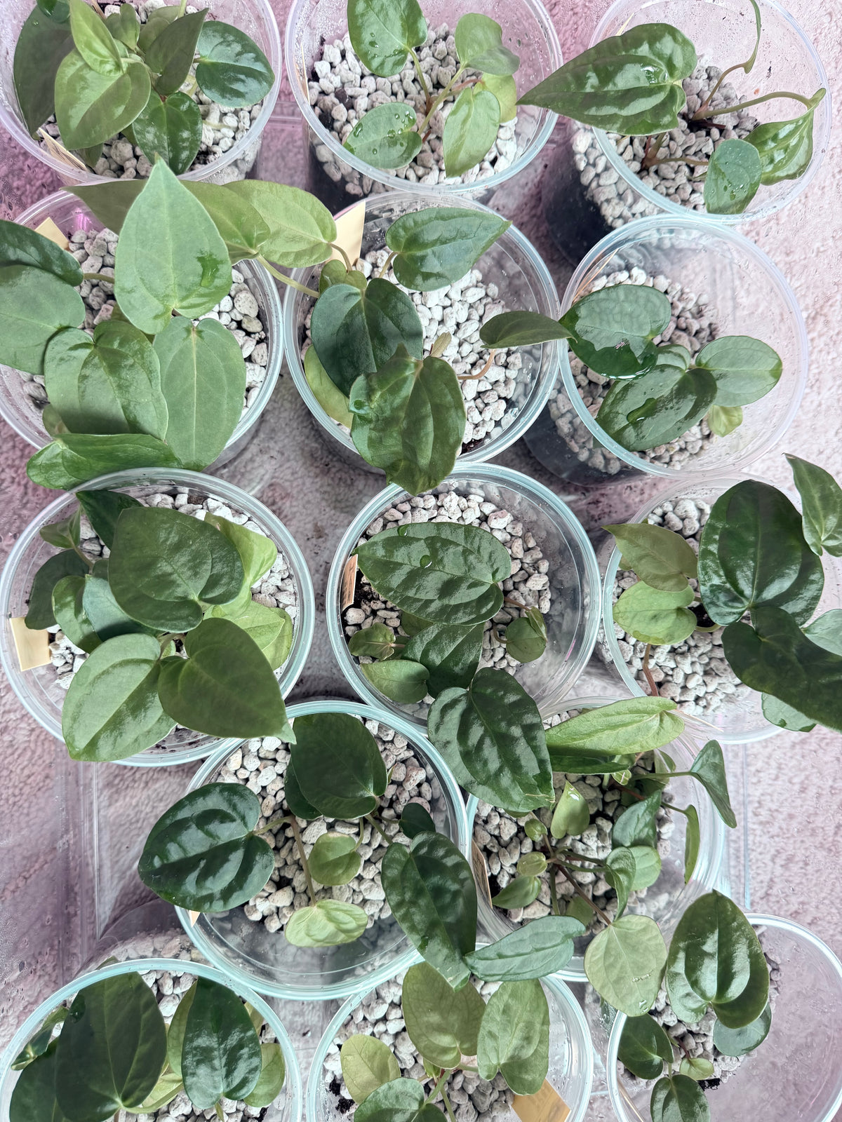 Velvet Moon *Batch Listing* listing photo