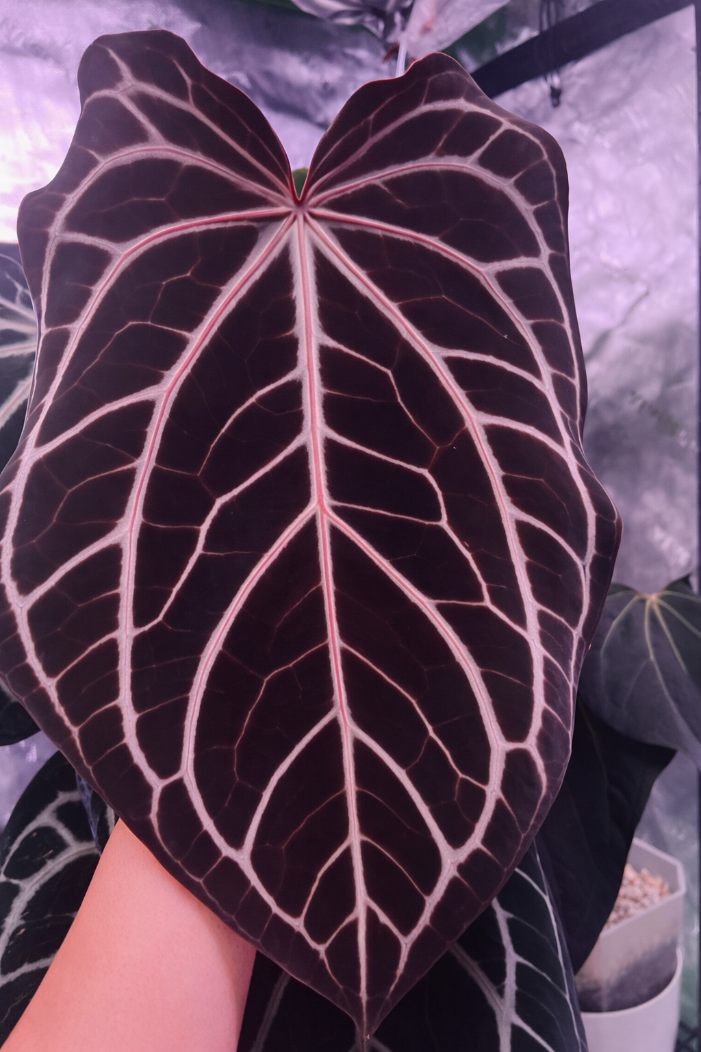 Caring for a New Anthurium: Getting Them Settled