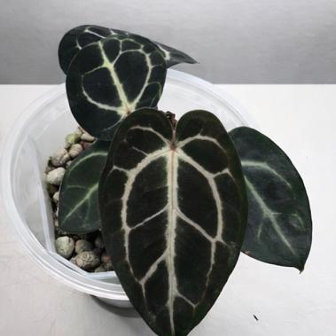 Acclimation vs. Quarantine: Understanding the Difference