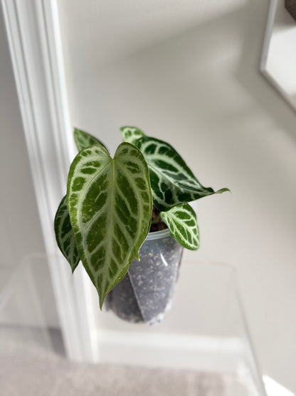 FTG F1 X Super Silver | Live Houseplant |