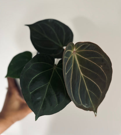 Anthurium King of Spades (KOS Hu) | Live Houseplant