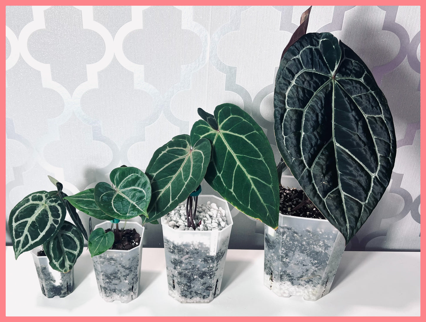 Tall Slit Square Transparent Plastic Pot