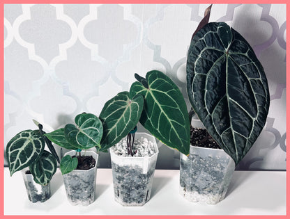 Tall Slit Square Transparent Plastic Pot