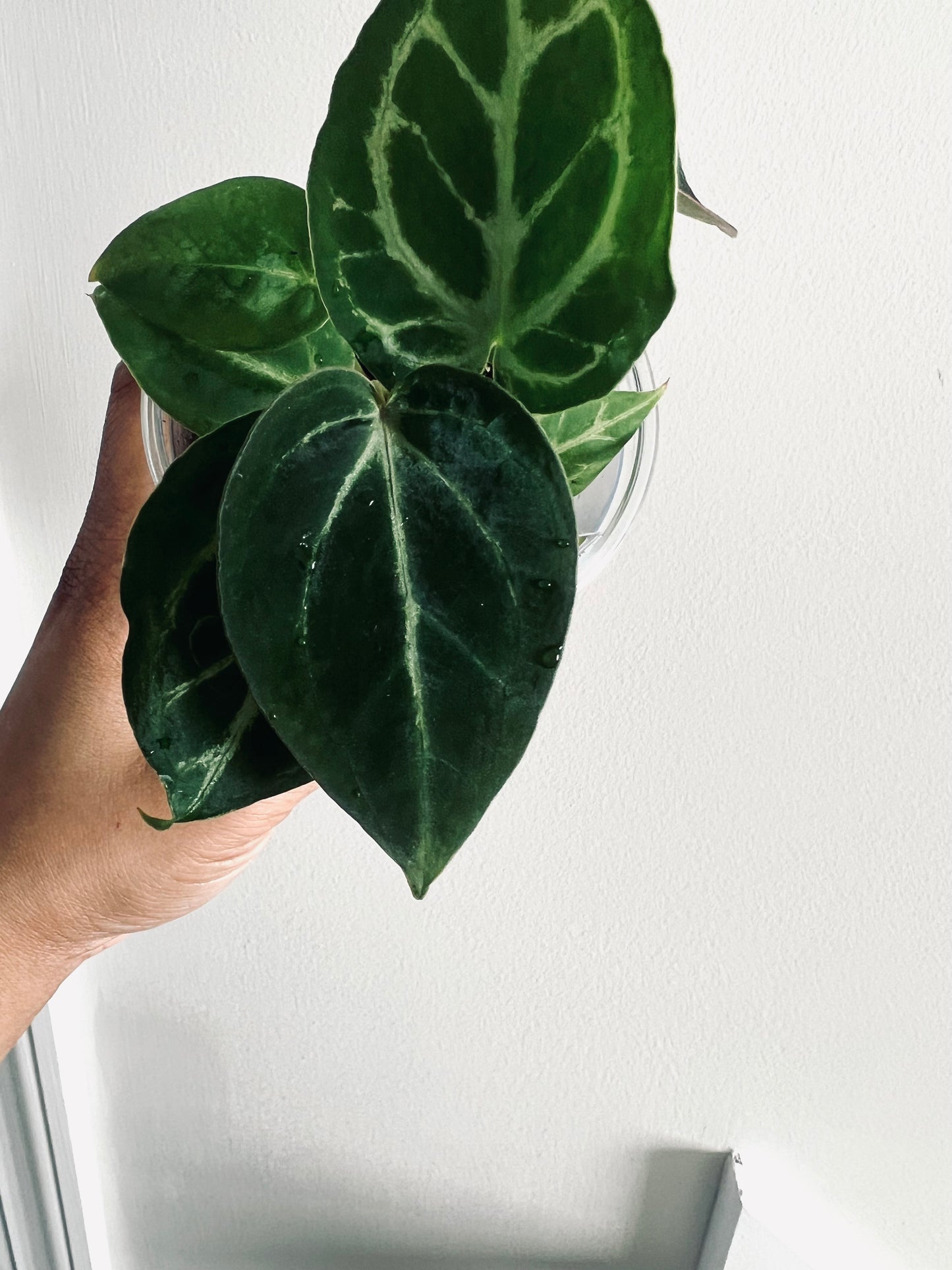 Royal Blush | (Silver Blush × RC) × KOS | Live Houseplant | BATCH 2 | GC |