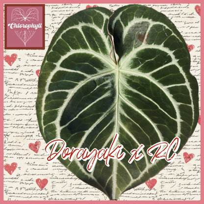 Velvet Heart - (Dorayaki x RC) x KOS| Anthurium