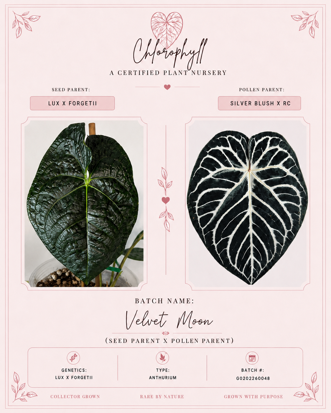 Obsidian Heart | (Lux x Forgetii) x (Silver Blush x RC) | Seedlings |