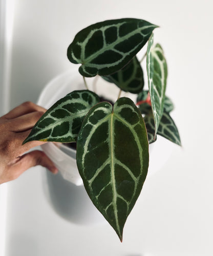Pink Lemonade / Crystal x Wonderboy | Live Houseplant | Anthurium |