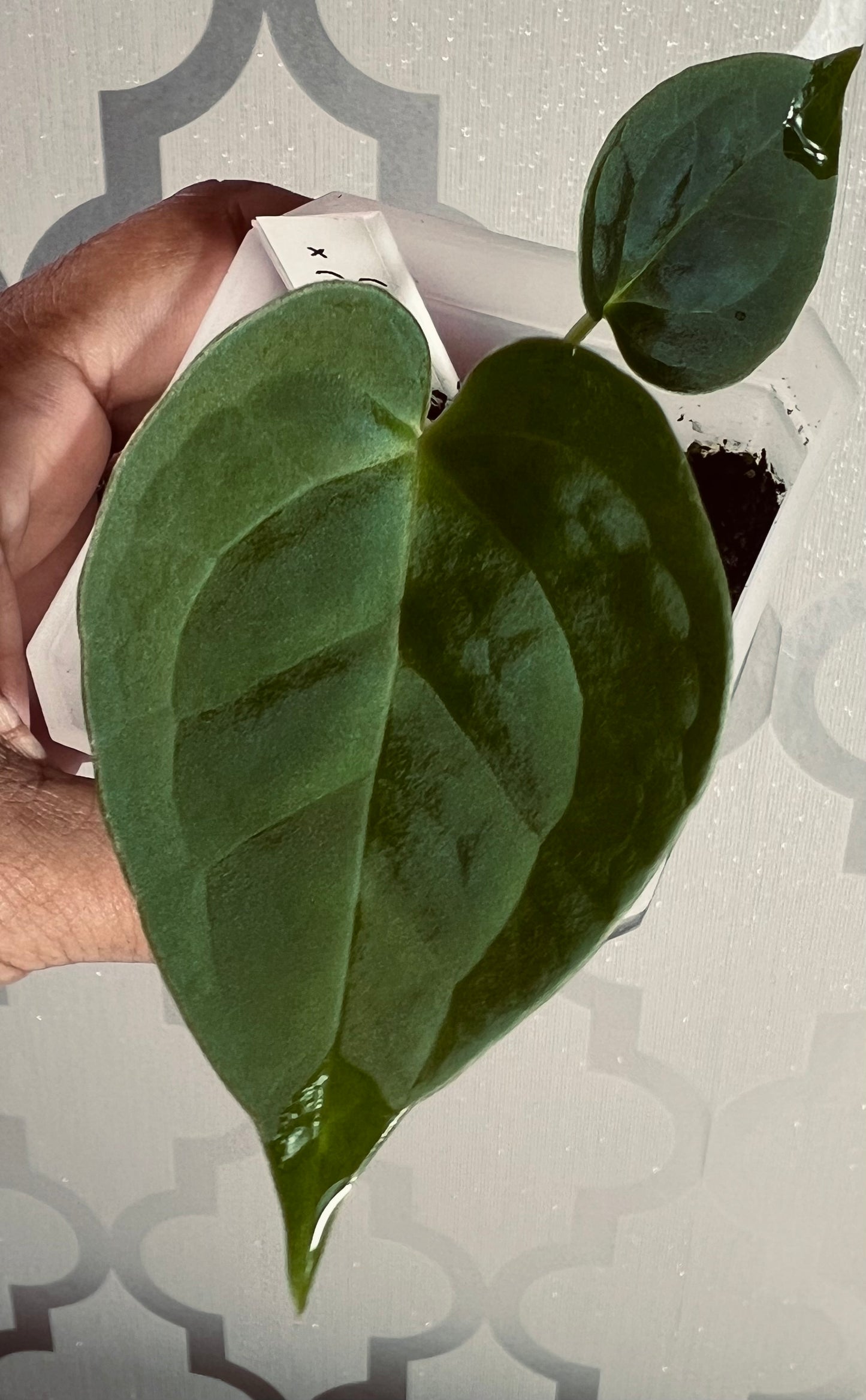 Obsidian Heart (Lux x Forgetii) × (Silver Blush x RC) Live Houseplant| Anthurium