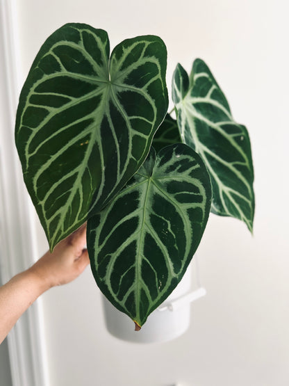 Mag x Silver Blush| Live Houseplant |