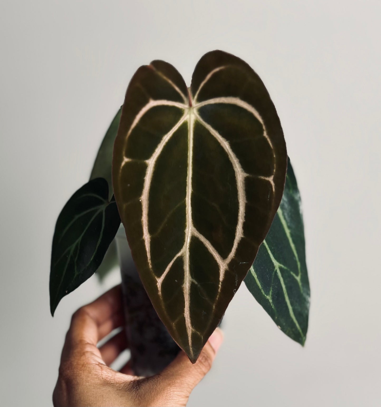 Anthurium Carlablackiae | Live Houseplant