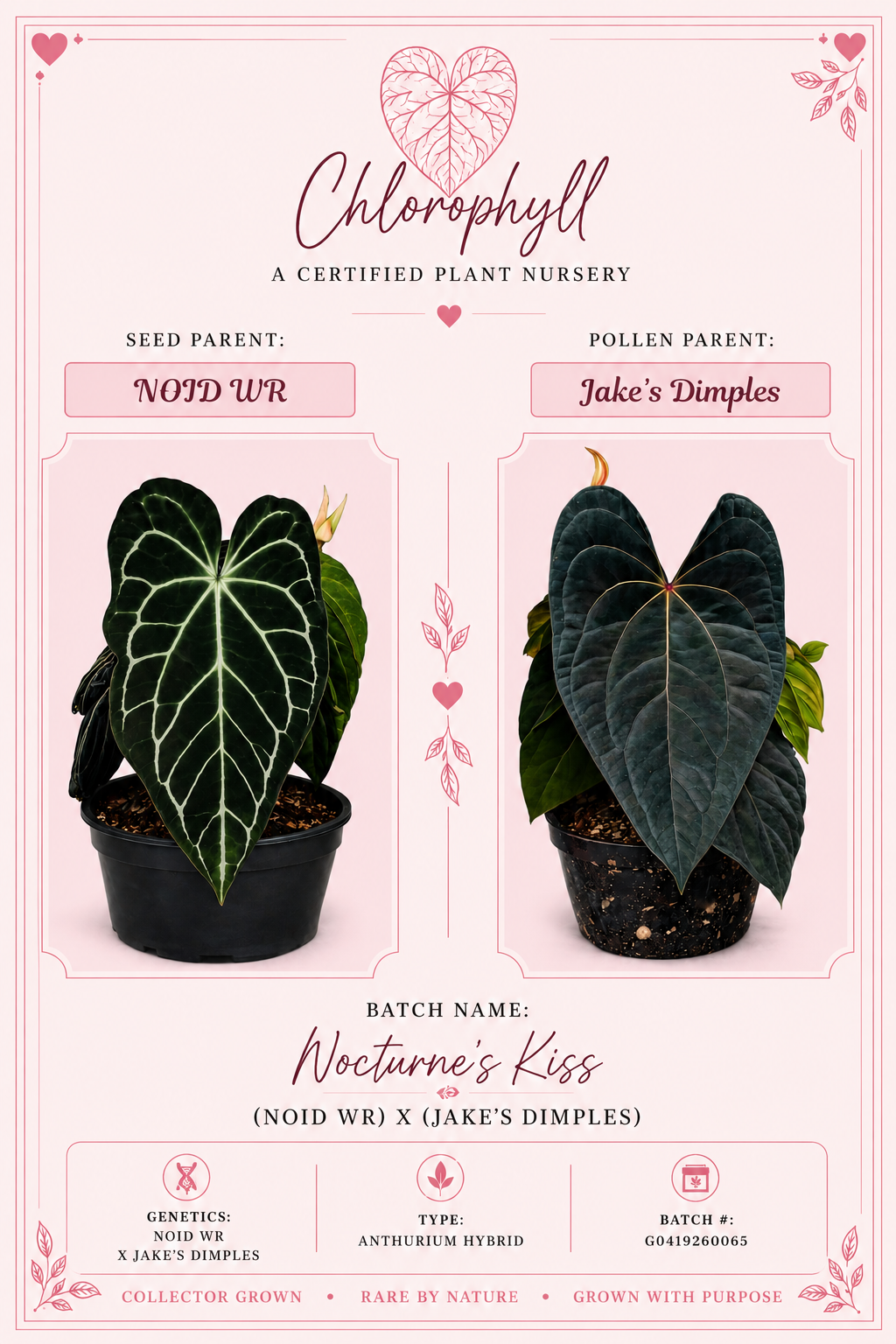 Nocturne’s Kiss | (NOID x Jake's Dimples (WRN) |