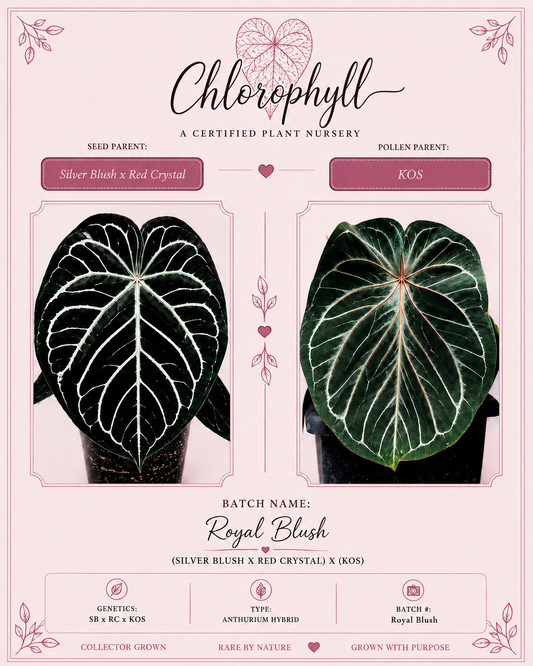 Royal Blush | (Silver Blush × RC) × KOS | Live Houseplant |