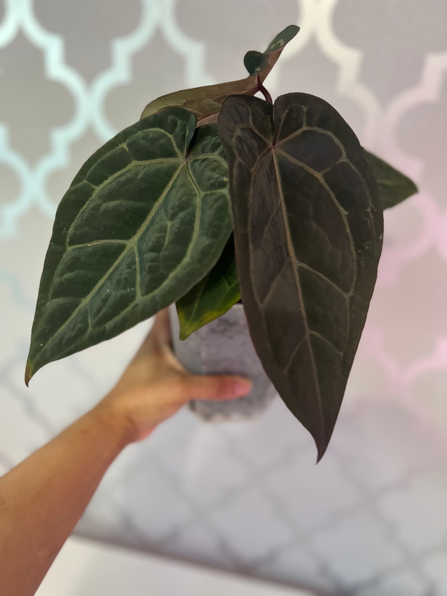 Anthurium Wuhoo's First Night x Red Crystal (PM1)| Live Houseplant