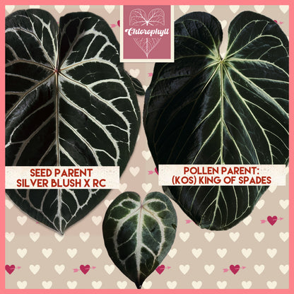 Royal Blush– (Silver Blush × RC) × KOS Live Houseplant - Batch 1