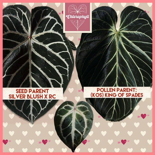 Royal Blush– (Silver Blush × RC) × KOS Live Houseplant - Batch 1