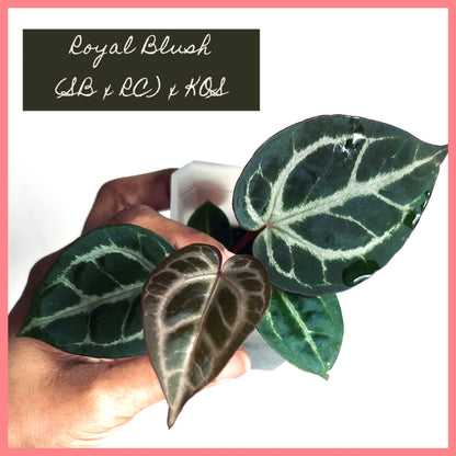 Royal Blush– (Silver Blush × RC) × KOS Live Houseplant - Batch 1