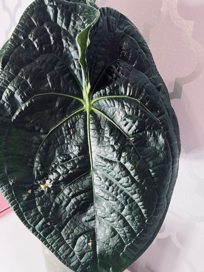 Obsidian Heart (Lux x Forgetii) × (Silver Blush x RC) Live Houseplant| Anthurium