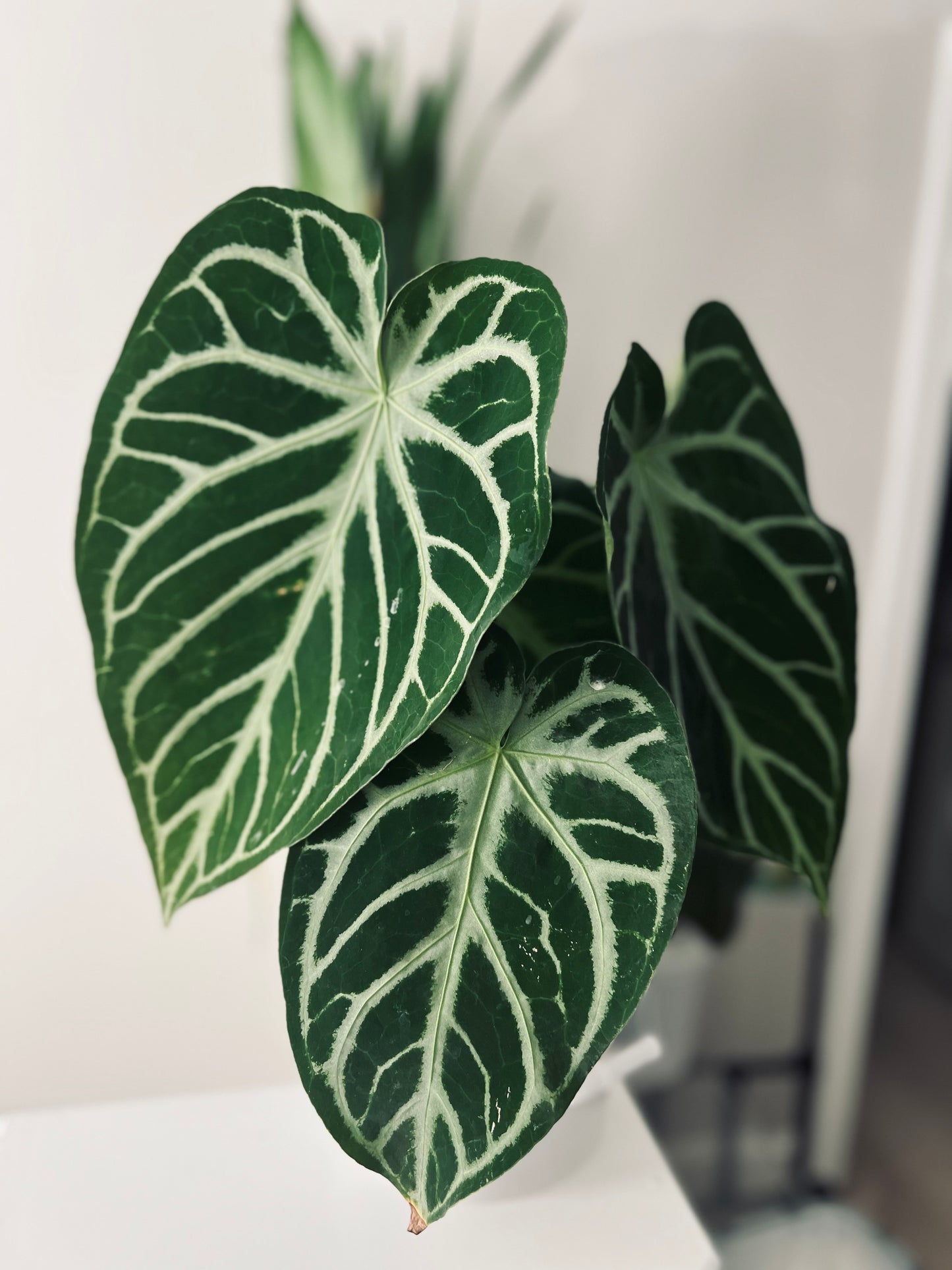 Mag x Silver Blush| Live Houseplant |