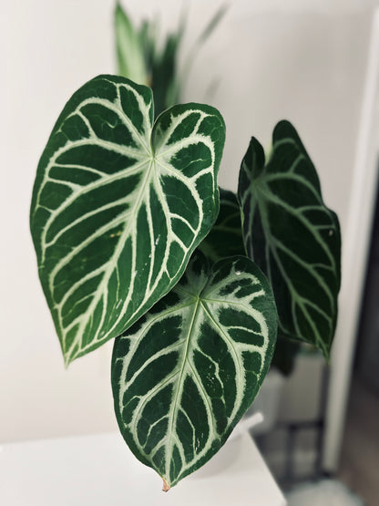 Mag x Silver Blush| Live Houseplant |