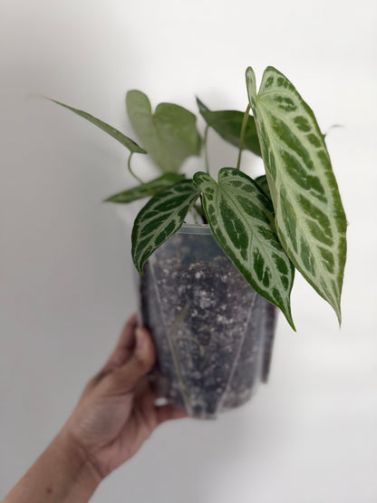 FTG F1 X Super Silver | Live Houseplant |