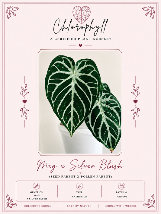 Mag x Silver Blush| Live Houseplant |