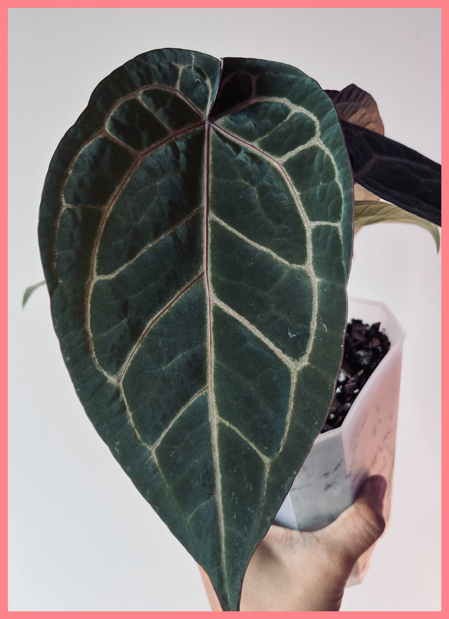 Anthurium Wuhoo's First Night x Red Crystal (PM1)| Live Houseplant