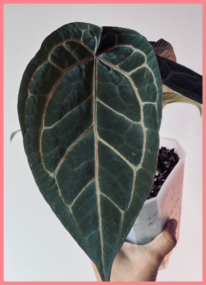 Anthurium Wuhoo's First Night x Red Crystal (PM1)| Live Houseplant
