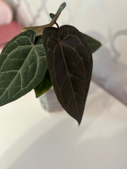 Anthurium Wuhoo's First Night x Red Crystal (PM1)| Live Houseplant