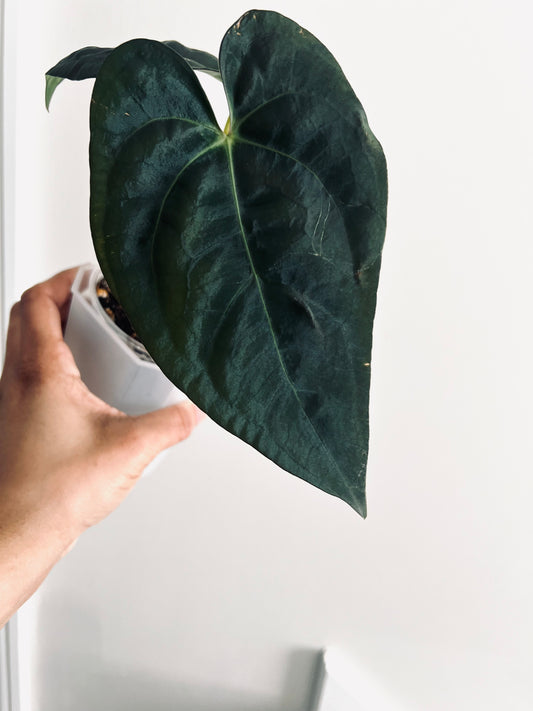 Pap x Carla | Live Houseplant |