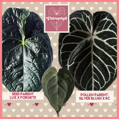 Obsidian Heart (Lux x Forgetii) × (Silver Blush x RC) Live Houseplant| Anthurium