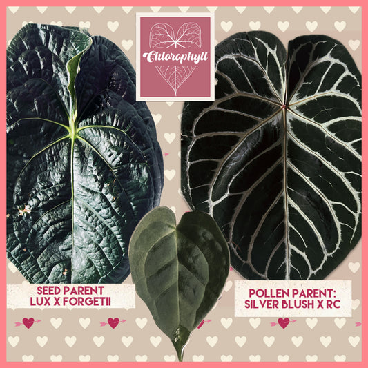 Obsidian Heart (Lux x Forgetii) × (Silver Blush x RC) Live Houseplant| Anthurium