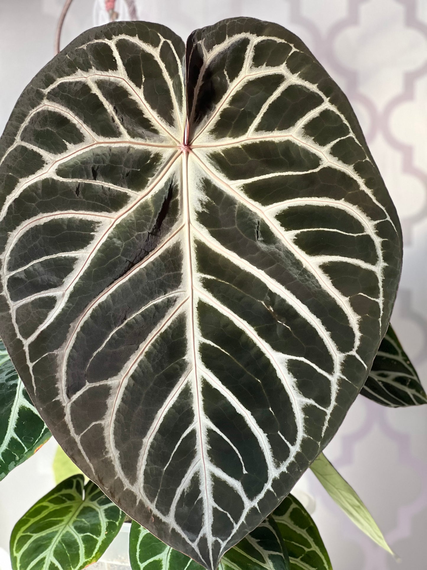 Royal Blush– (Silver Blush × RC) × KOS Live Houseplant - Batch 1