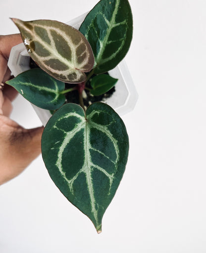 Royal Blush– (Silver Blush × RC) × KOS Live Houseplant - Batch 1