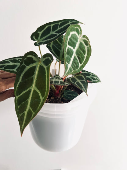 Pink Lemonade / Crystal x Wonderboy | Live Houseplant | Anthurium |